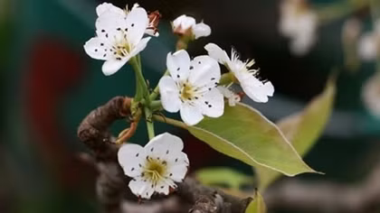 Wild pear blossoms brighten up Hanoi streets