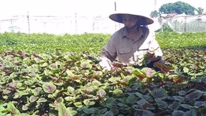 Vietnam’s organic farming expansion faster than world average