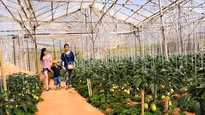 Lam Dong agritourism upbeats after halting 