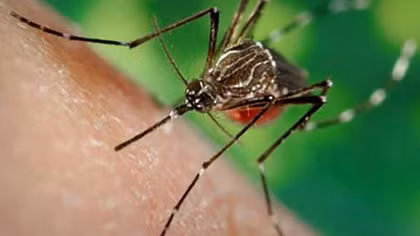 Nha Trang: Wolbachia bacteria-bearing mosquitoes to be released to nature