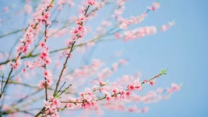 Japanese cherry blossoms spotted in Sa Pa