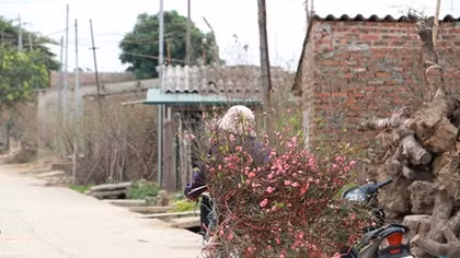 Nhat Tan peach blossoms prior to Tet Holiday