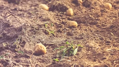 New Experiment Suggests Humans Can Grow Potatoes on Mars