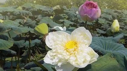 Lotus ponds lead to blossoming profits for Hanoi growers