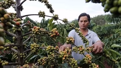 Experts talk ways to add value to Vietnamese coffee