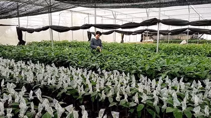 Forestry sector focuses on creating high-yield trees