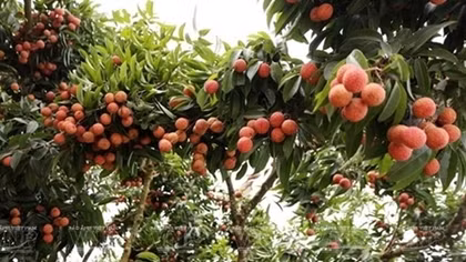 More Vietnamese agro products to be available on e-commerce platforms