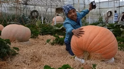 Giant pumpkin garden in Da Lat attracting visitors 