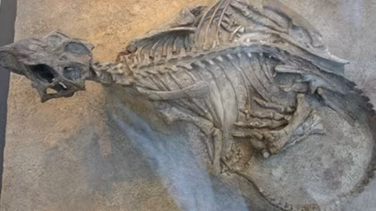 Fossils of 200-million-year-old Pterosaurus found in US