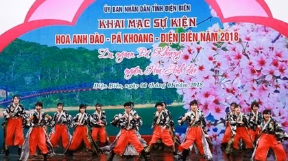 Dien Bien hosts first cherry blossom festival 