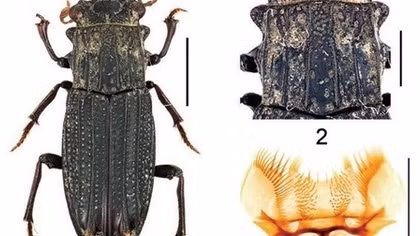 New insects discovered in Vietnam