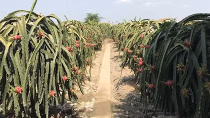 Cooperatives, clean farming methods help farmers raise the bar