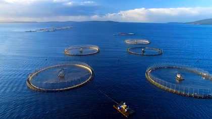 Vietnam eyes sustainable mariculture development
