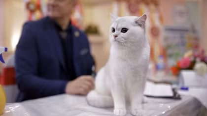 First ever cat show organized in Hanoi