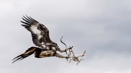 French Air Force turns to eagles to fight terror drone threat