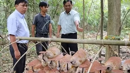 Genome of rare Linhzhi mushroom conserved