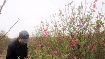 Nhat Tan peach blossoms bloom early, local growers worry