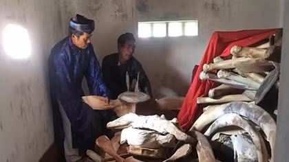 Ly Son Island to restore giant whale skeleton