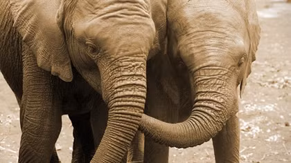Vietnam proposes solutions to wildlife trade eradication