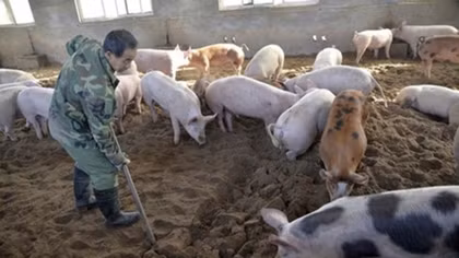 Trade ministry ensures pork supply despite African swine fever outbreak