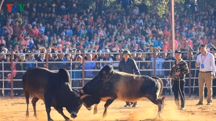 Buffalo fighting festival in Dien Bien