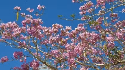 Rose trumpet flowers bloom in Soc Trang