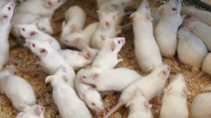 New Russian cancer drug increases survival rate of mice by over 50%