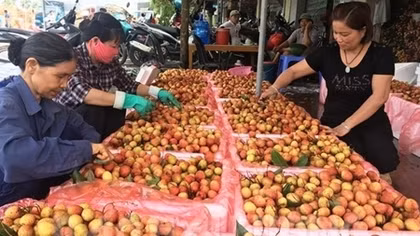 Lychee farming hubs to enter main crop