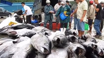 Vietnam's tuna exports to US increase