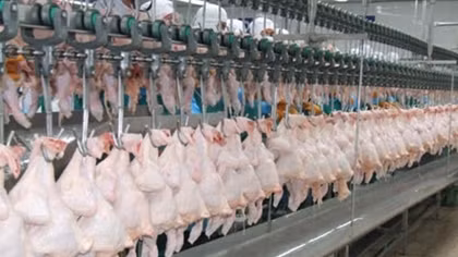 Thai pork, chicken exports soar in face of swine fever