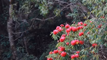 Beauty of azalea blooms in Sa Pa