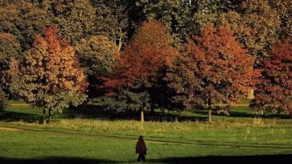 Growth of city trees can cut air pollution, says report