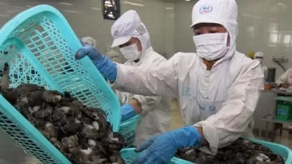 Vietnam dominates Canada’s shrimp market