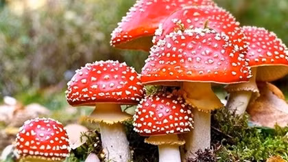 6 poisoned after eating wild mushrooms 