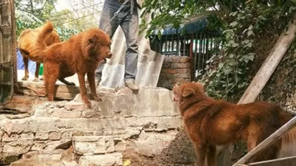 Mong “docked tail” dog believed to bring luck to owners