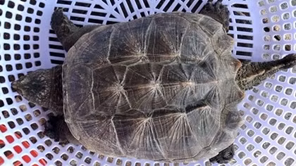 Alligator snapping turtle found in Binh Dinh