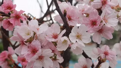 Cherry blossom festival begins in Bac Ninh