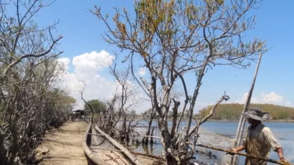 Revive the largest mangroves lagoon in Southeast Asia 