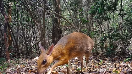 World's smallest ungulates spotted in Vietnam after nearly 30 years
