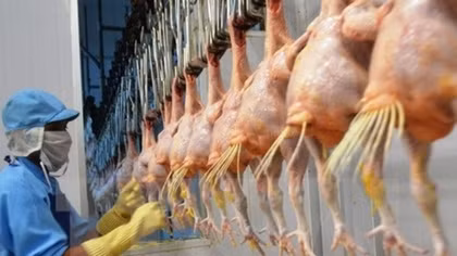 First batch of Vietnamese chicken to enter Japan in early September