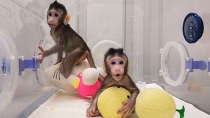  Chinese scientists show first ever primate clones