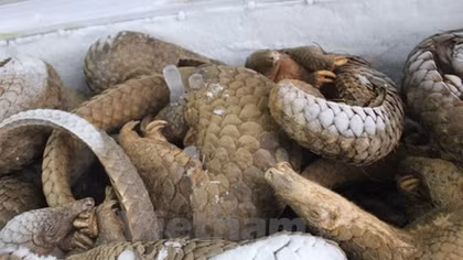 USAID supports Vietnam to fight wildlife smuggling