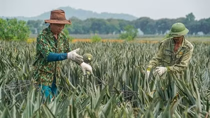 Beautiful pineapple fields shine on Dong Giao Farm