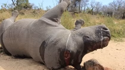 Short film calls for end to rhino massacres