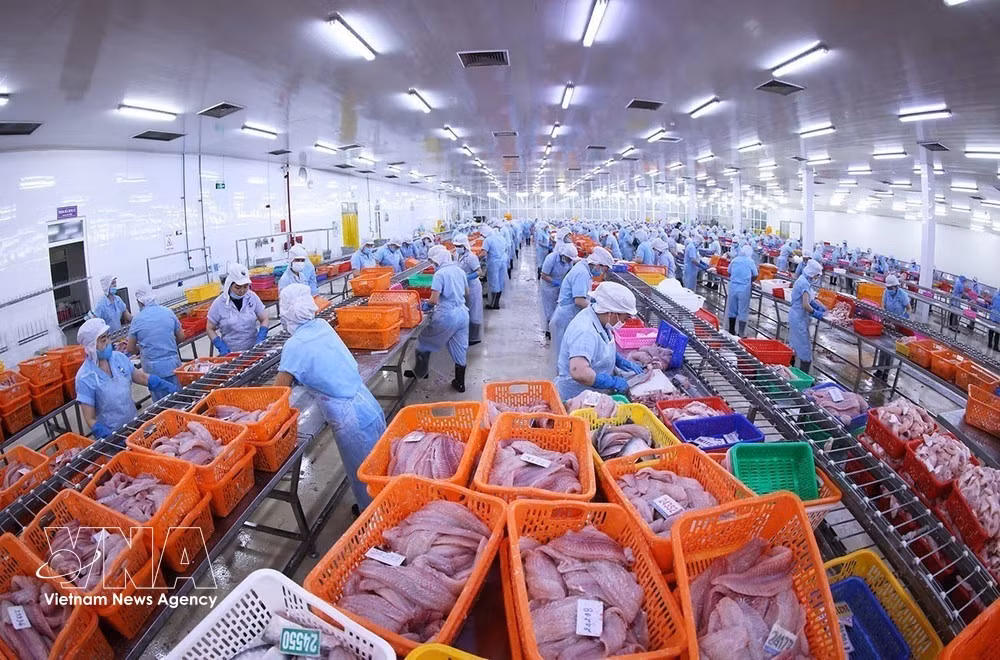 An export-standard pangasius processing line at the Dai Tay Duong (Navico) factory (Photo: VNA)