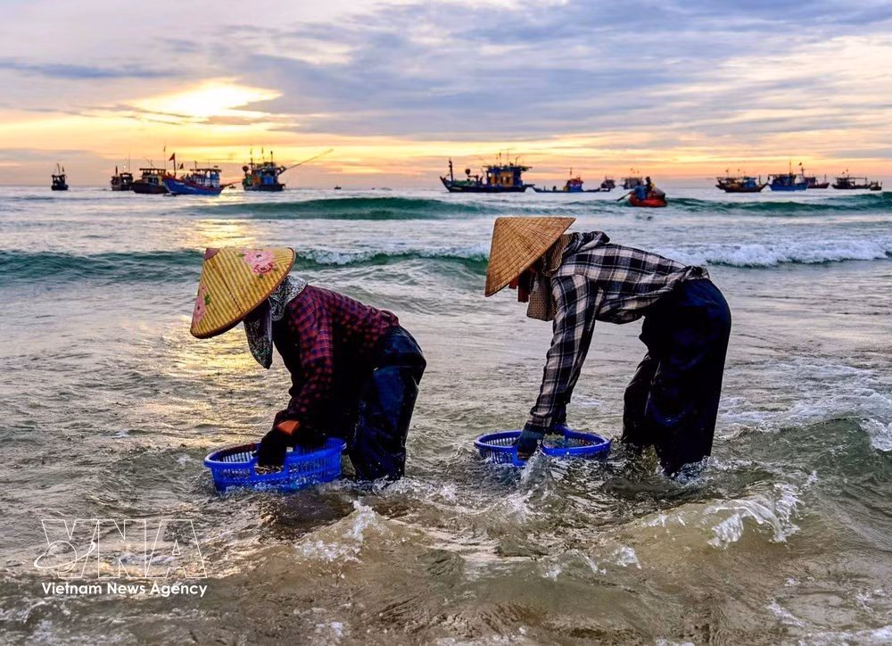 More than just a seafood trading hub, Tam Tien fish market vividly reflects the lives of the coastal community. (Photo: VNA)