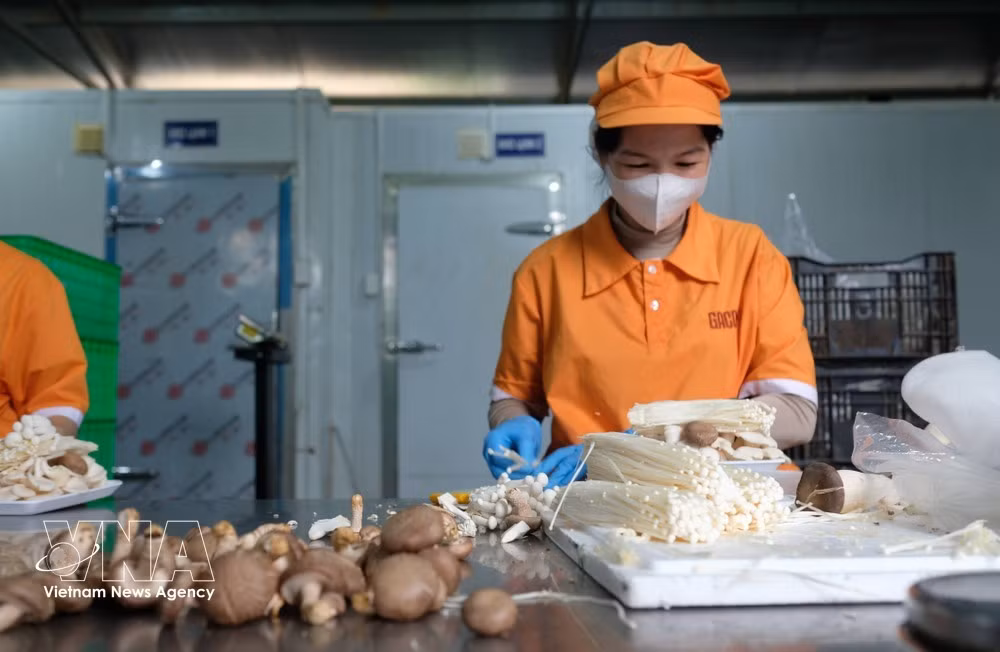 Many agricultural producers in Lam Dong province are preparing to tap the Halal market, with 38 businesses and establishments currently holding Halal certification in agriculture, food and tourism. As of May 2026, exports to Muslim-majority markets reached around 40 million USD. (Photo: VNA)