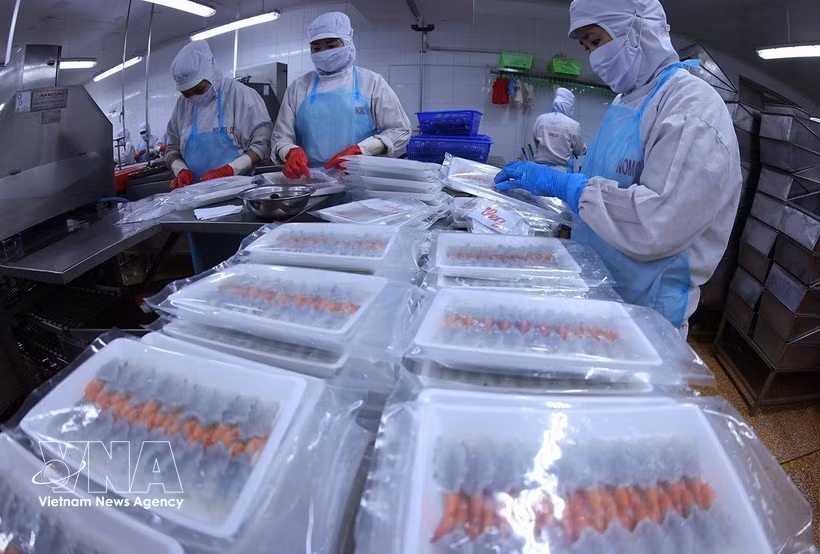 Workers pack shrimp for export at a Minh Phu Seafood Corporation factory in Ly Van Lam ward, Ca Mau province. (Photo: VNA)