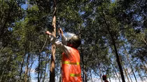 Promoting sustainable plantation forest management 