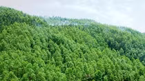 New project to protect forests, biodiversity,and communities in Central Vietnam
